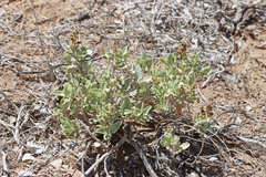 Atriplex garrettii