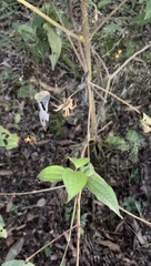 Kapogea sellata