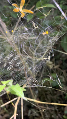 Kapogea sellata