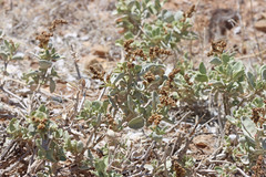 Atriplex garrettii