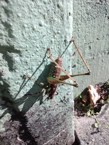 Mramorni konjic grmušar (Rhacocleis annulata)