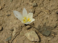 Colchicum kotschyi