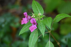 Impatiens glandulifera