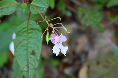 Impatiens glandulifera