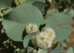 Eucalyptus shirleyi