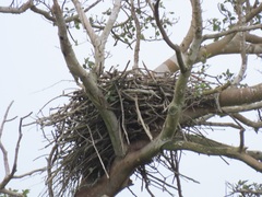 Polemaetus bellicosus