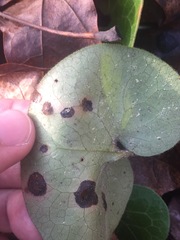 Puccinia asarina