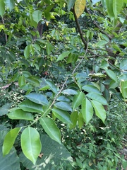 Aquilaria