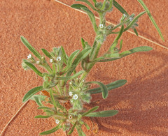 Cryptantha kelseyana