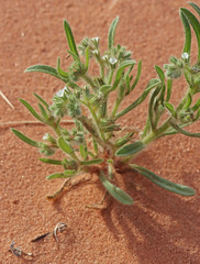 Cryptantha kelseyana