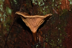 Hygrophoropsidaceae