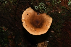 Hygrophoropsidaceae