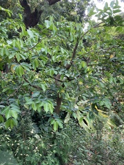 Aquilaria