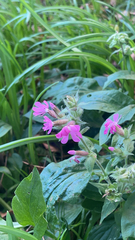 Silene dioica