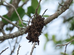 Colomerus antidesmae