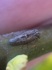 Idiocerus stigmaticalis