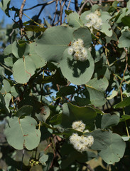 Eucalyptus shirleyi