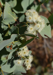 Eucalyptus shirleyi