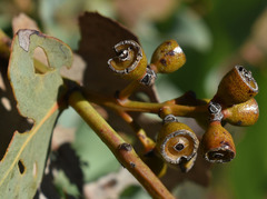 Eucalyptus shirleyi