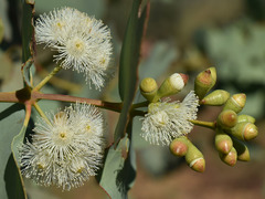 Eucalyptus shirleyi