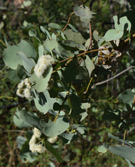 Eucalyptus shirleyi