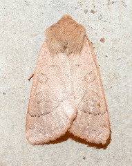 Mesogona olivata