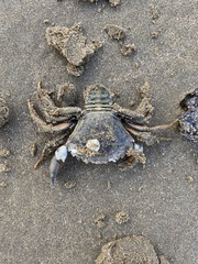 Carcinus maenas