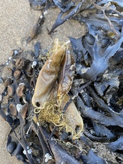 Scyliorhinus canicula