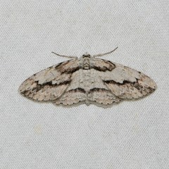 Iridopsis pergracilis
