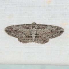 Iridopsis pergracilis