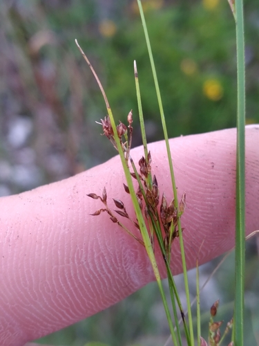 Image of Rhynchospora divergens by (c) Scott Ward, some rights reserved (CC BY)