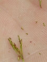 Rhynchospora divergens