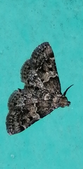 Pyralis manihotalis
