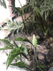 Drimiopsis