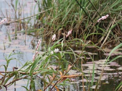 Persicaria madagascariensis