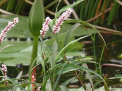 Persicaria madagascariensis