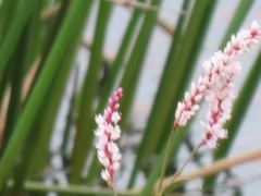 Persicaria madagascariensis