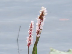 Persicaria madagascariensis