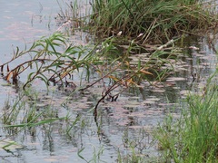 Persicaria madagascariensis
