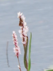 Persicaria madagascariensis
