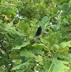 Calopteryx splendens intermedia