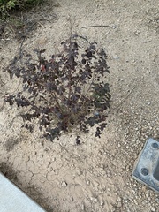 Dicoria canescens