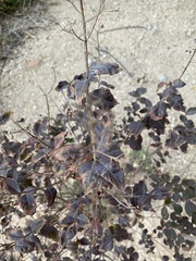 Dicoria canescens