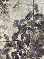 Dicoria canescens