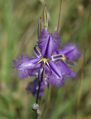 Thysanotus tuberosus tuberosus