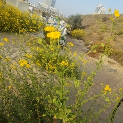 Heterotheca subaxillaris
