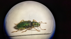 Phyllobius betulinus