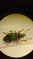 Phyllobius betulinus