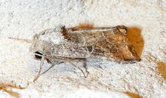Lacinipolia erecta