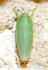 Gyponana angulata